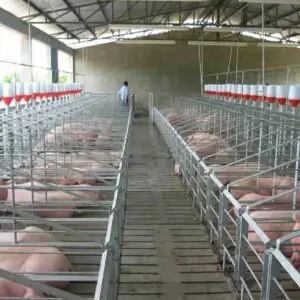 Corral con sistema de alimentación en gestación